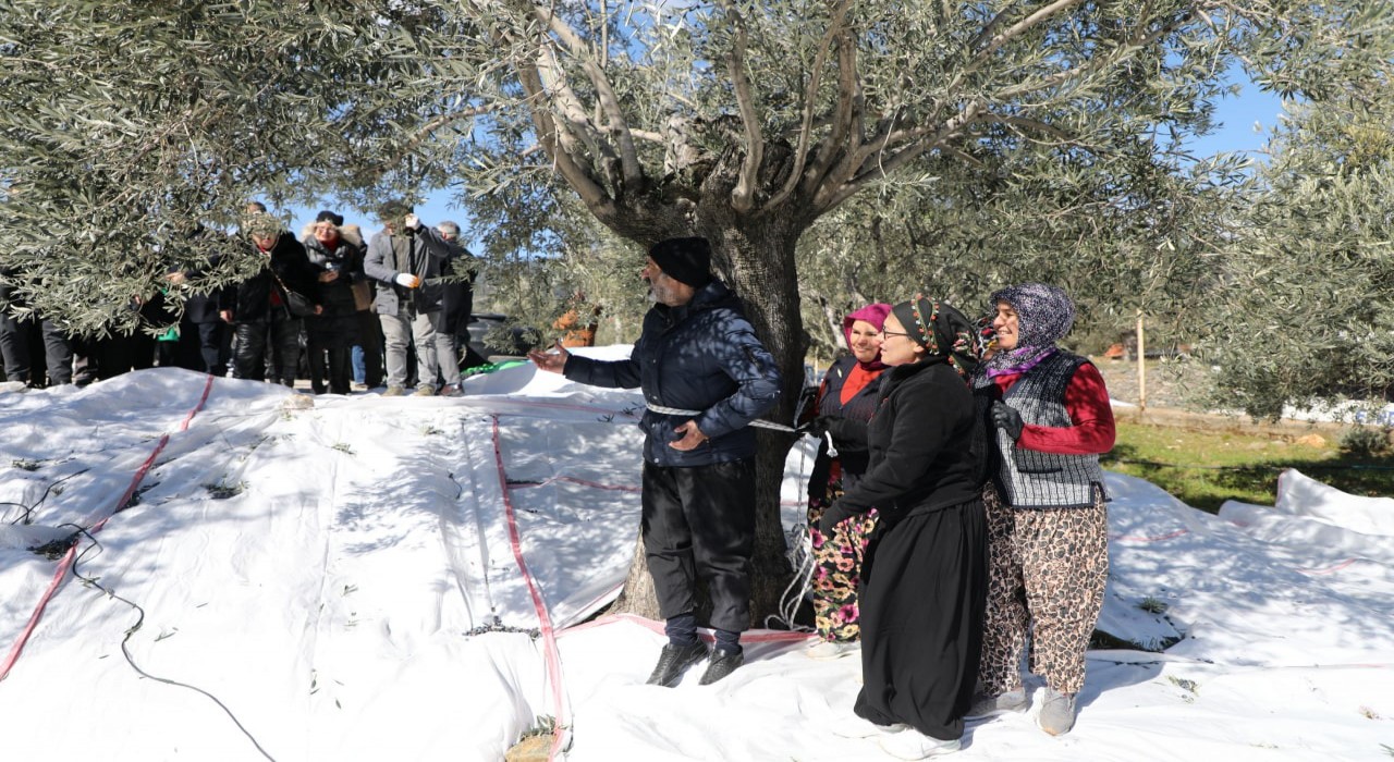 Edremitte zeytin hasadı Meci geleneği ile son buldu