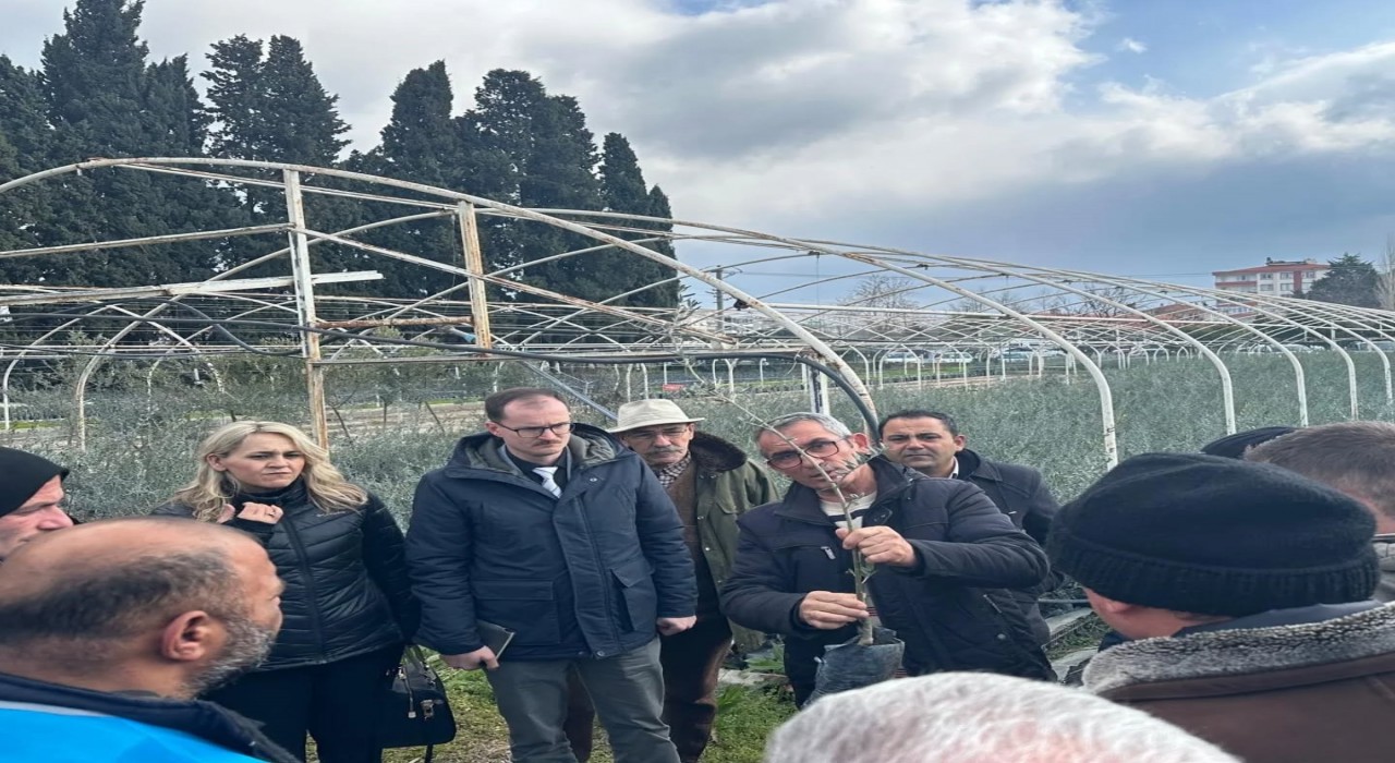 Edremitte zeytinde budama kursu kursiyerlerine teknik eğitim