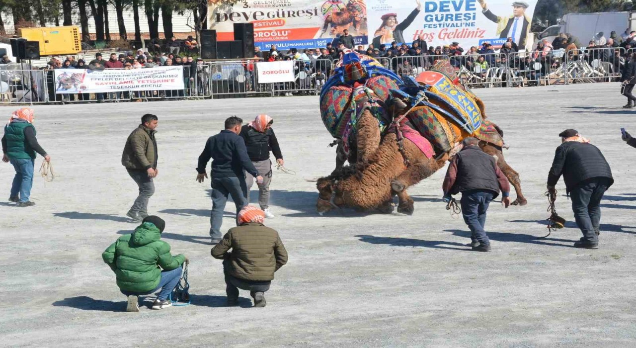 Efelerde deve güreşi festivali coşkusu