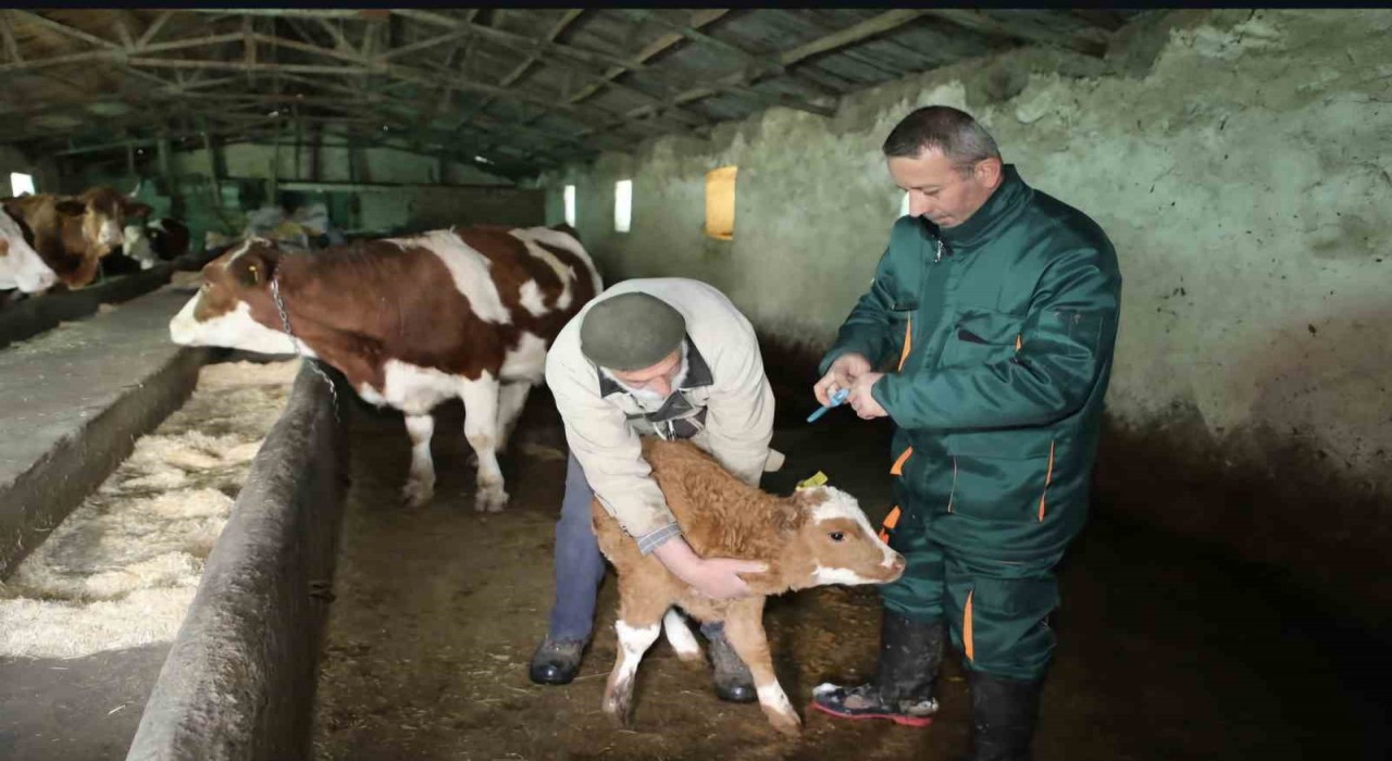 Elazığda şap ile mücadele: 5 bin büyükbaş aşılandı, 255 işletmede sağlık taraması yapıldı