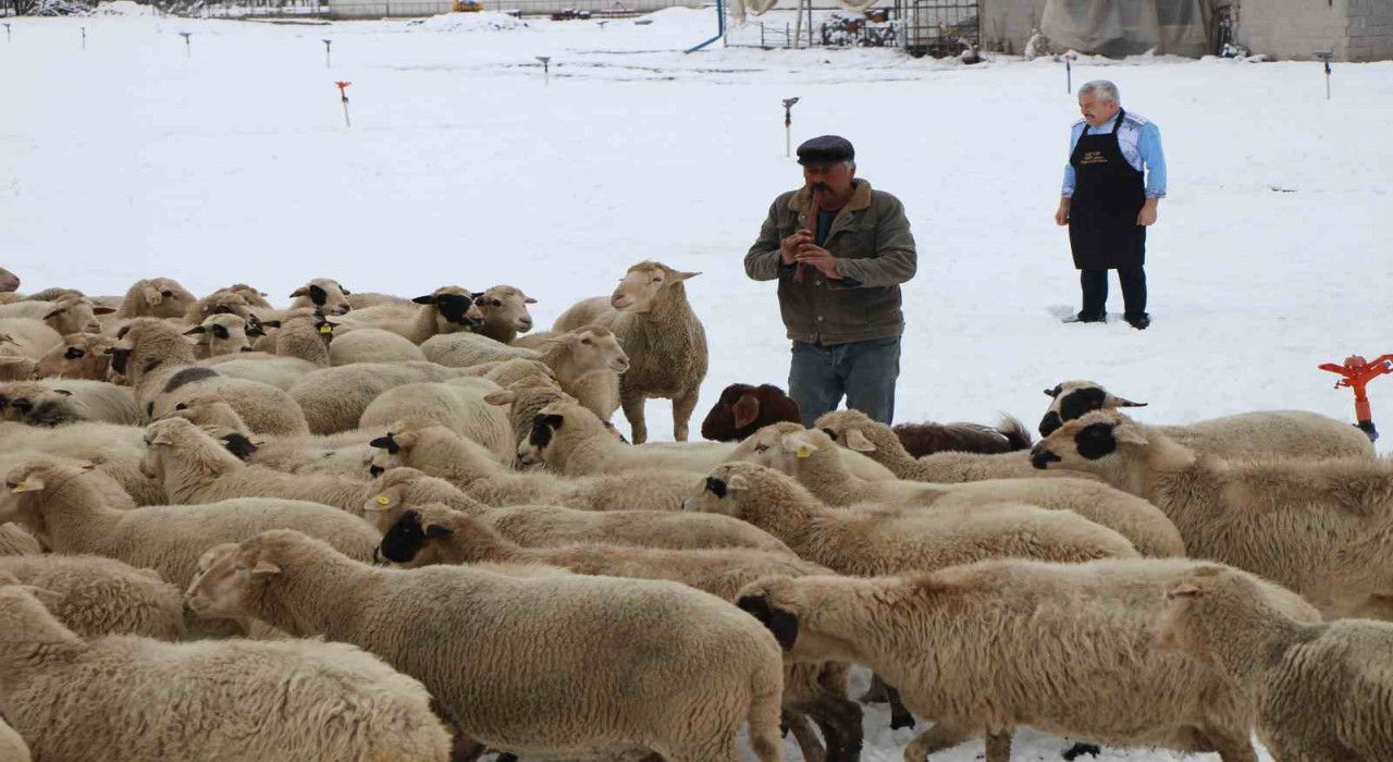 Emektar çoban koyunlara yaz kış kaval çalıyor