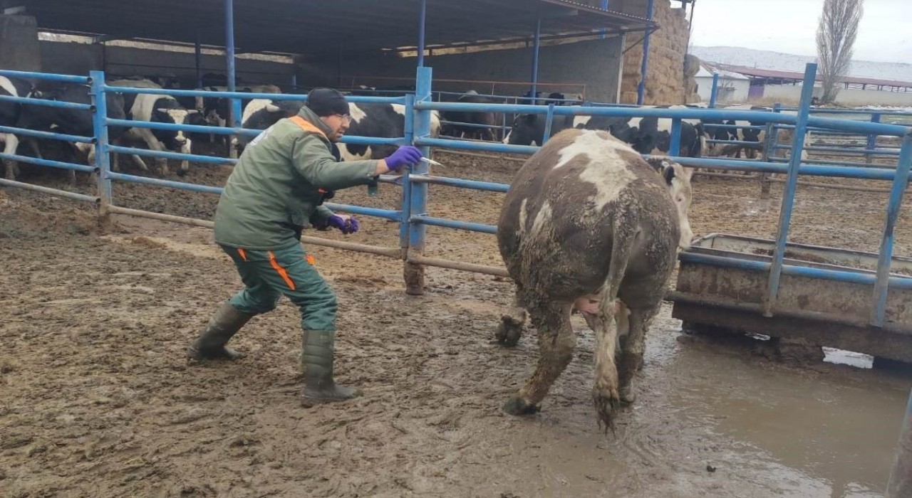 Ereğlide şap hastalığına karşı mücadele sürüyor