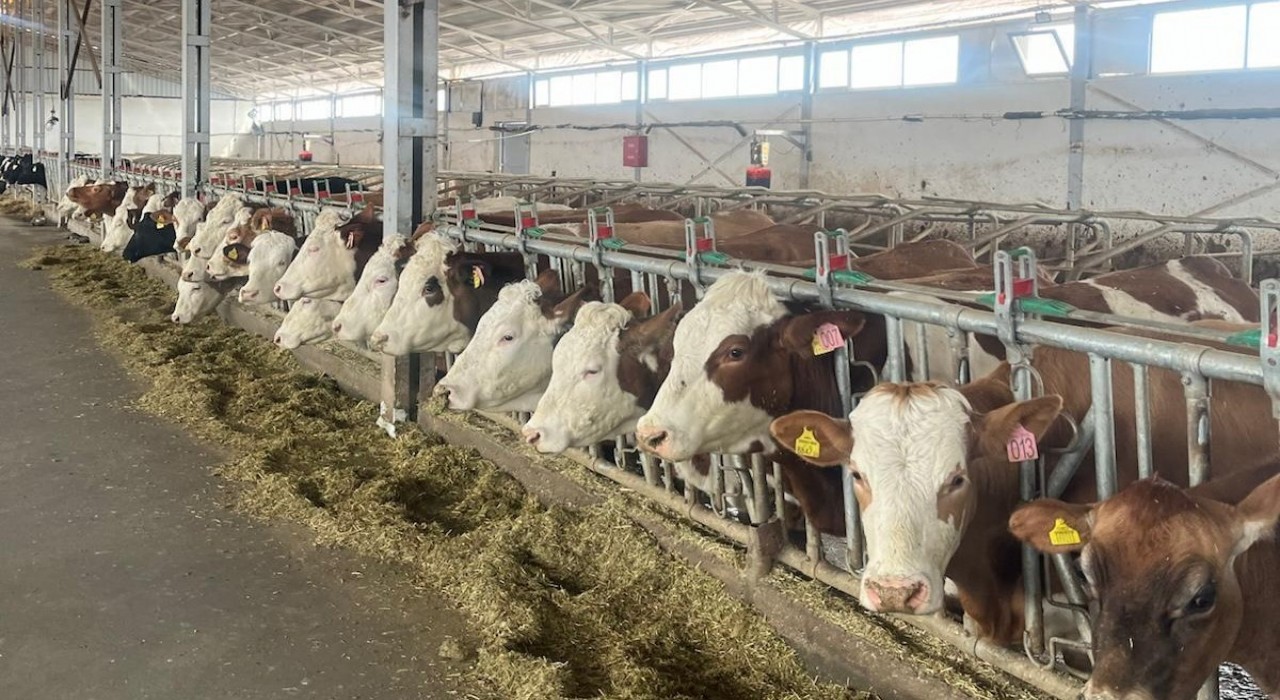 Erzincanda 4 işletme arilik için başvurdu