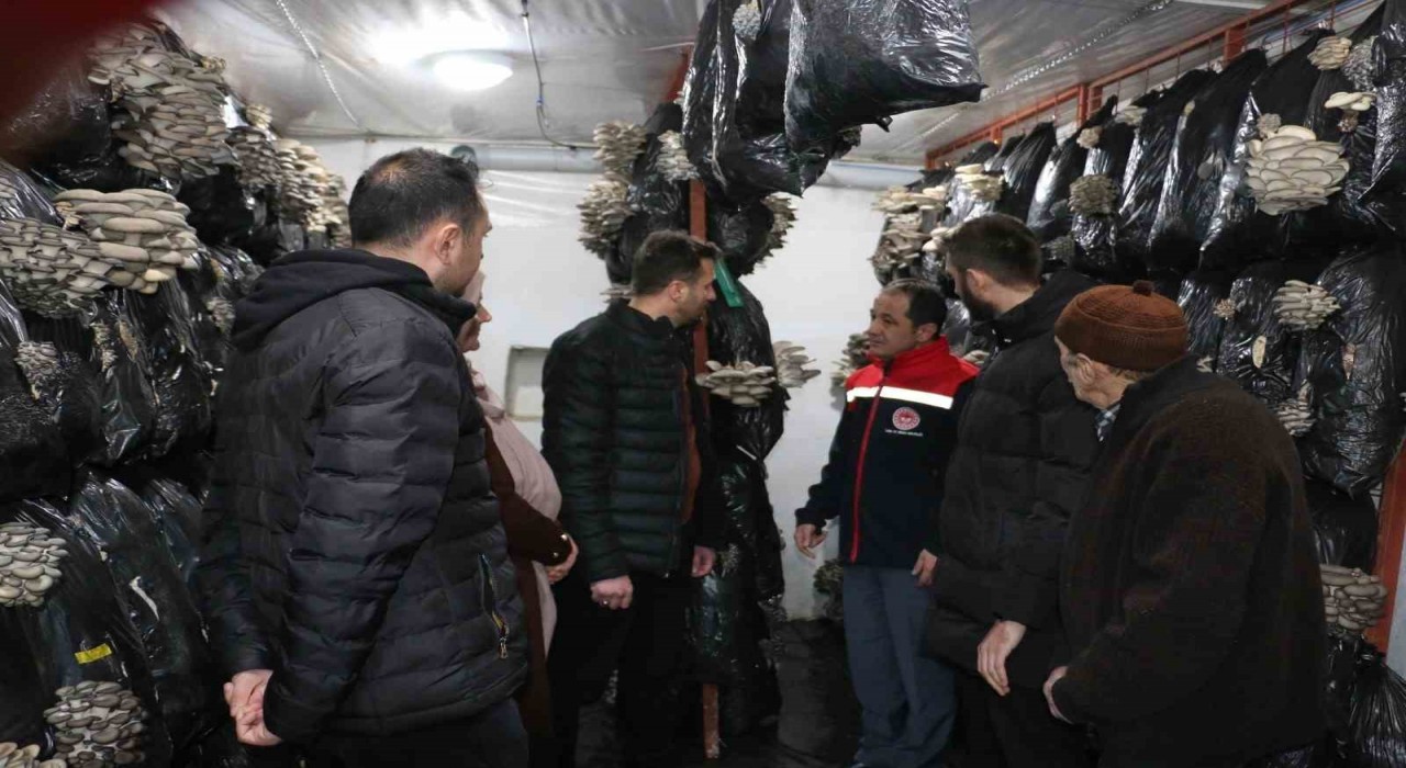 Erzincanda istiridye mantarı üretimi başladı