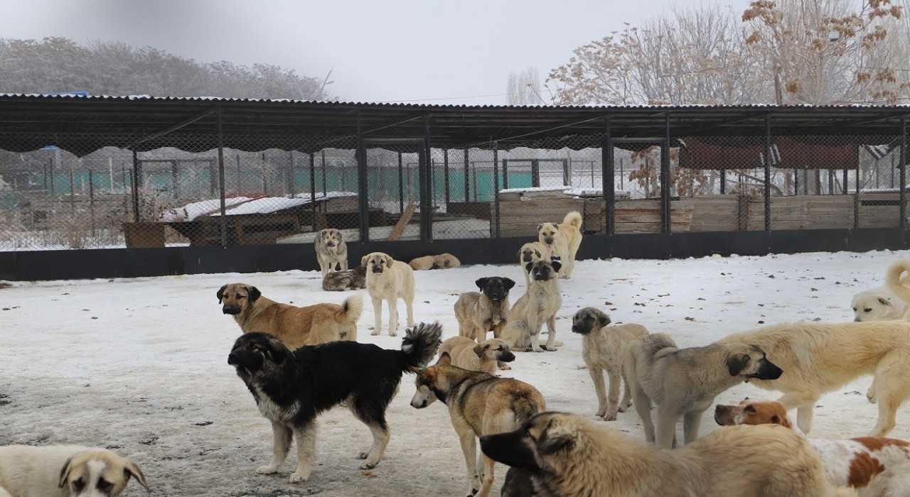 Erzincanda köpek katliamı iddiası: Belediye çalışanları görevden uzaklaştırıldı
