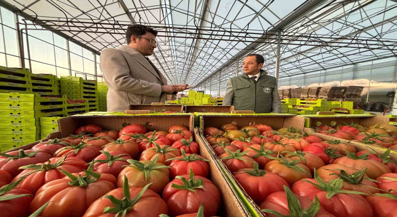 Erzincanda modern tarımla domates hasadı başladı