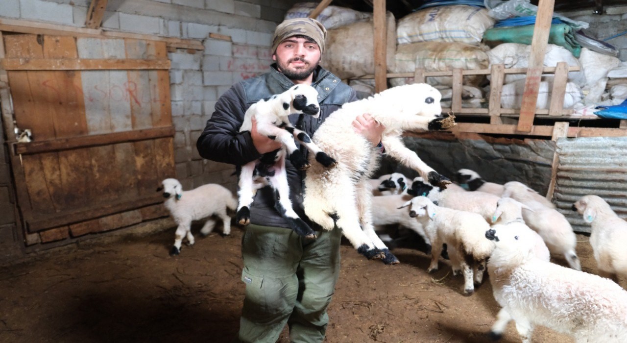 Erzincanlı besiciler gece gündüz kuzu nöbetinde