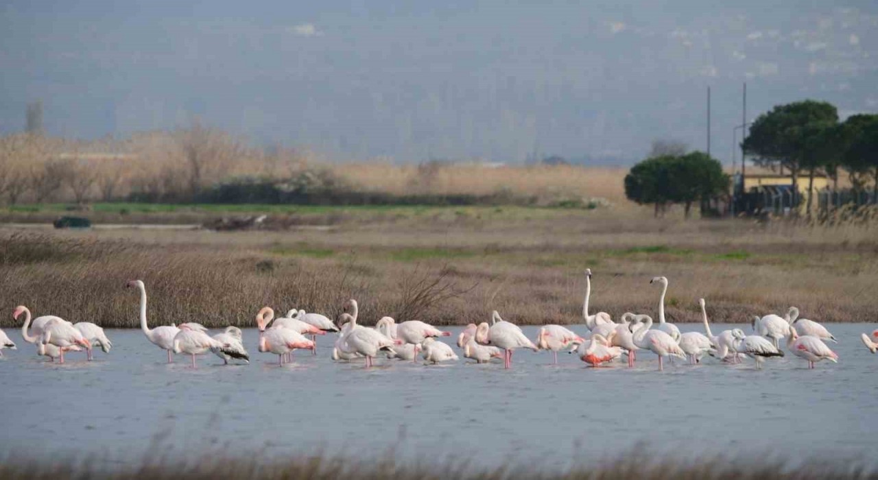Gökçeadada flamingoların kur ve beslenme dansı hayran bıraktı