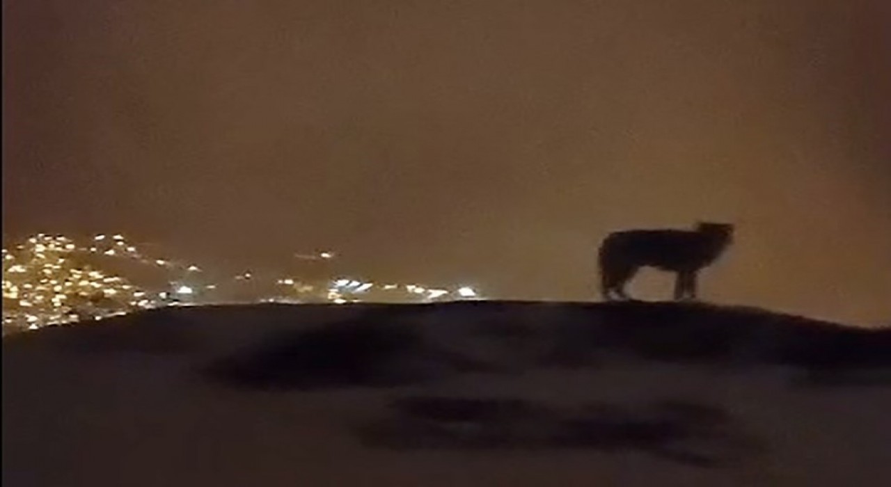 Hakkaride şehri izleyen bir kurt kameralara yansıdı