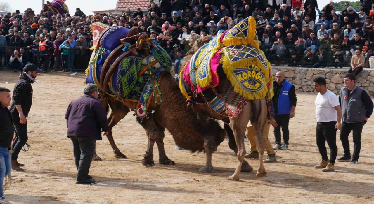 Havranda geleneksel deve güreşleri büyük ilgi gördü