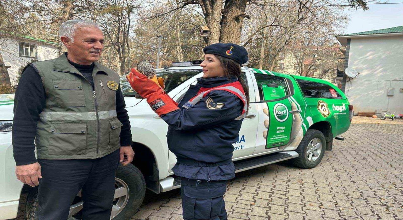 HAYDİ ekibi tarafından bulunan yaralı atmaca DKMPye teslim edildi