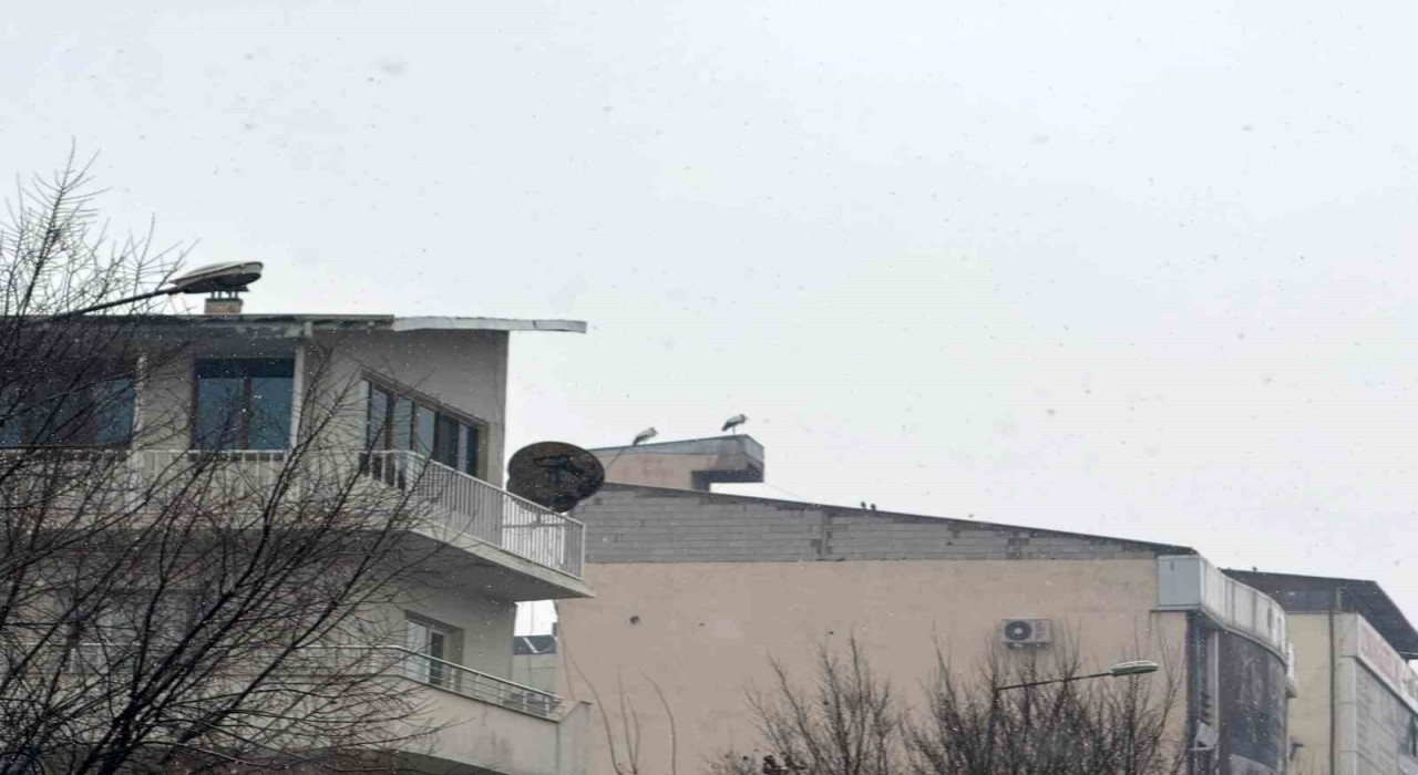 Iğdırda göç etmeyen leylekler kar altında kaldı