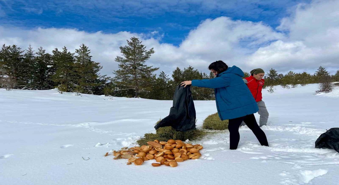 Ilgaz Dağında yayvanlar için yiyecek bırakıldı