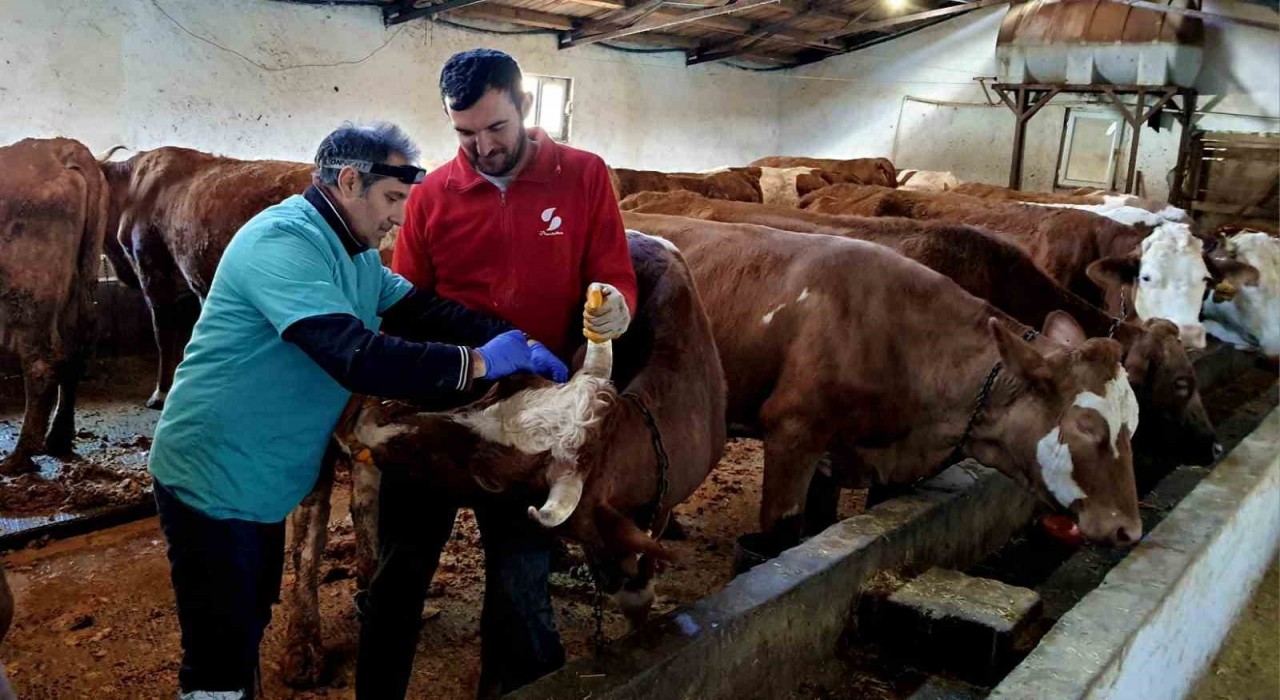 İliçte şap ve brucella hastalığına karşı aşılama çalışmaları sürdürülüyor