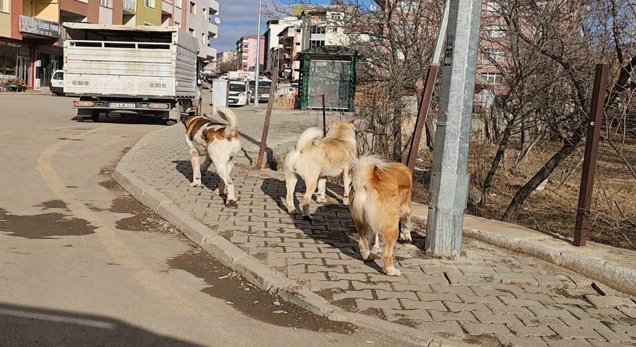 İspirde başıboş köpekler tehdit oluşturuyor