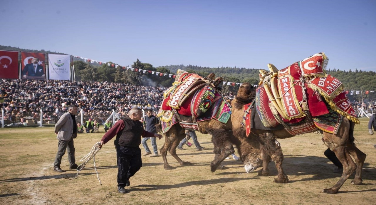 İzmirde 16. Torbalı Deve Güreşleri Festivali düzenlendi