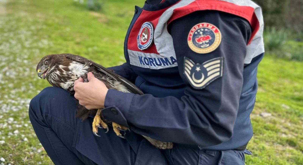 Jandarma Kızıl Şahine sahip çıktı