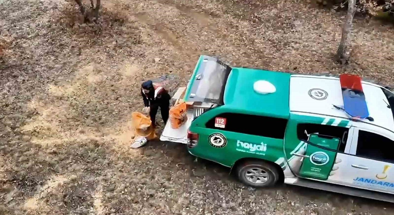 Jandarma, yaban hayvanları için doğaya yem bıraktı
