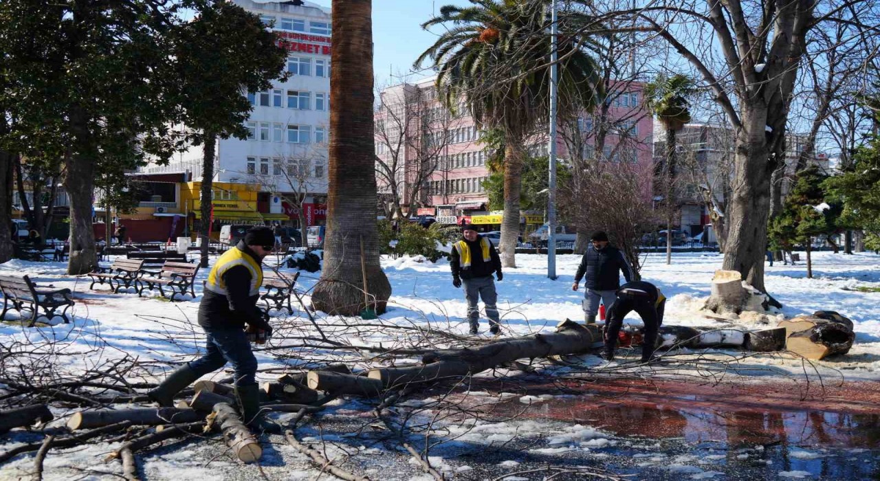 Kardan zarar gören ağaçlar kesilerek kaldırıldı