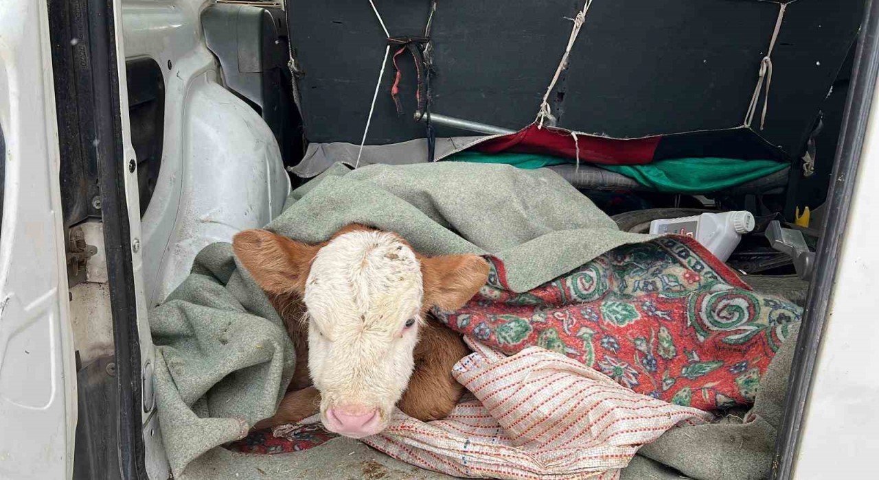 Karsta hasta buzağısını aracıyla veterinere getirdi