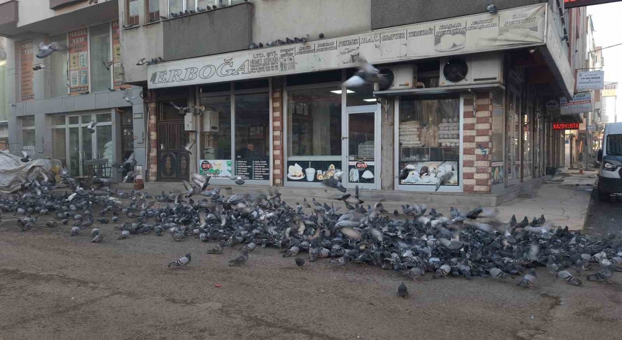 Karsta duyarlı vatandaş yüzlerce güvercine yem veriyor