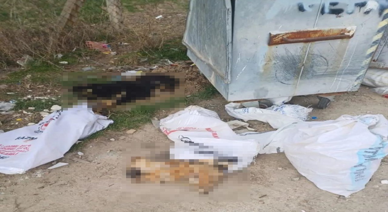 Kırklareli’nde 11 Köpek ve 1 Kuzu Ölü Bulundu, Soruşturma Başlatıldı