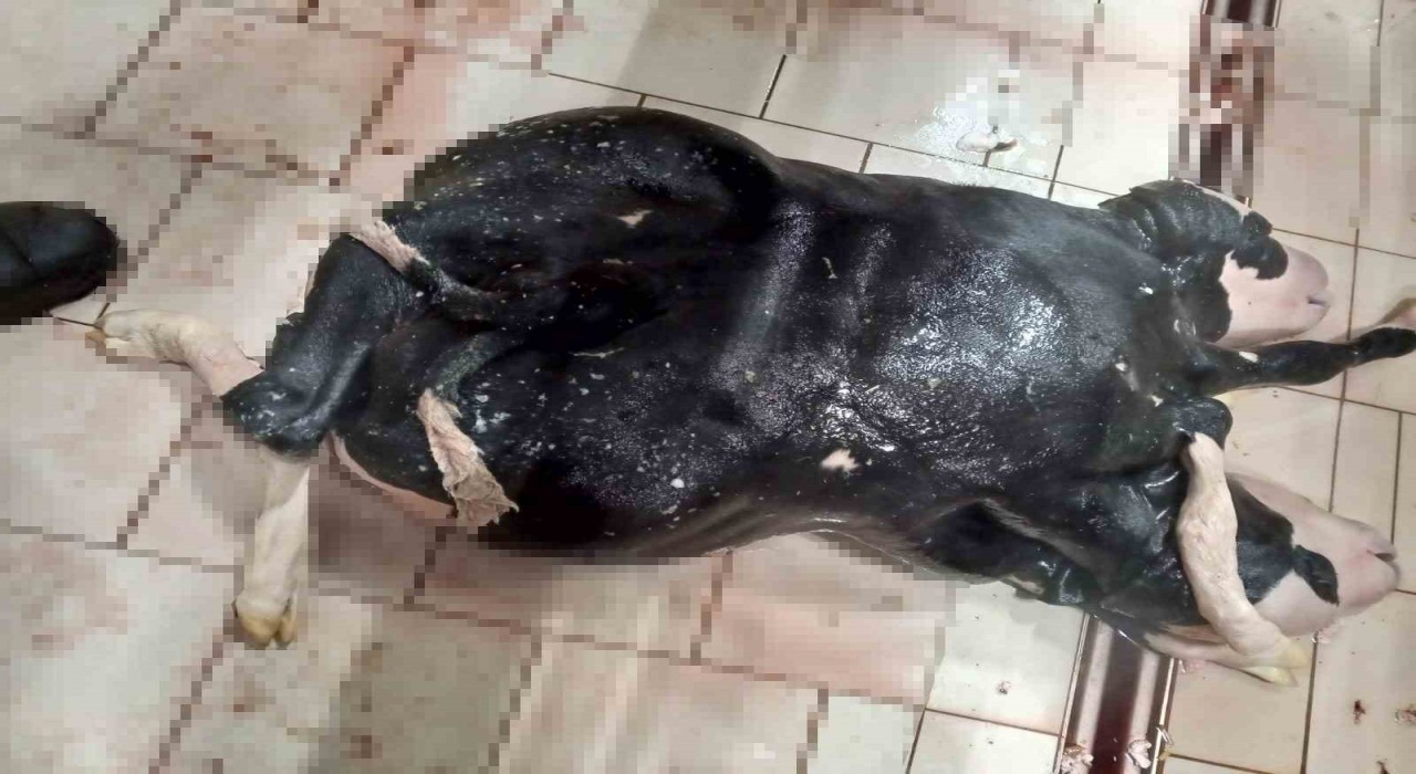 Konyada 6 ayaklı ve 2 başlı buzağı doğdu