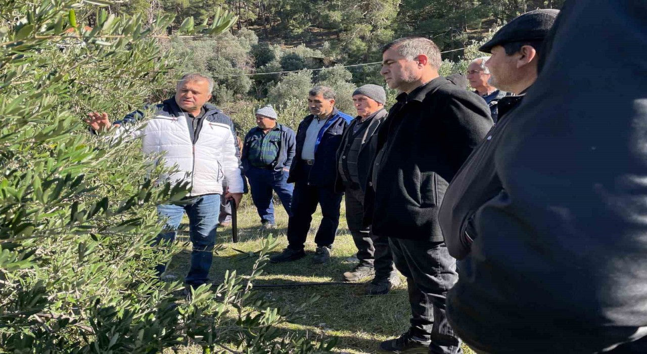 Köyceğizde zeytinde uygulamalı budama eğitimi verildi