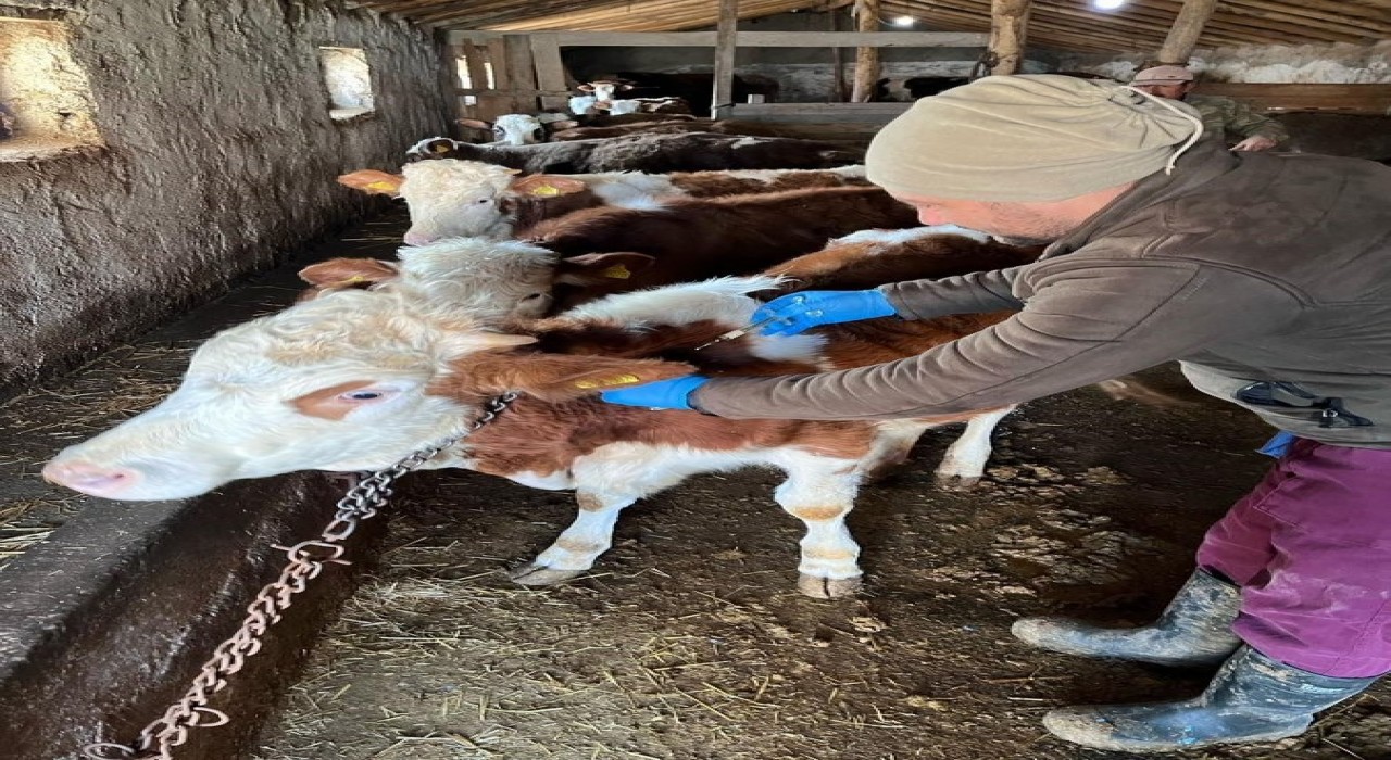 Kuluda büyükbaş hayvanlara şap aşısı