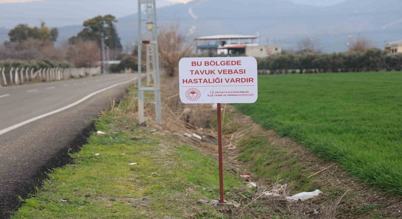 Kuş vebası görülen mahallede 338 kanatlı hayvan itilaf edildi