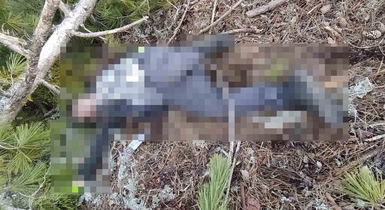 Kütahyada kestiği ağacın altında kalan işçi hayatını kaybetti