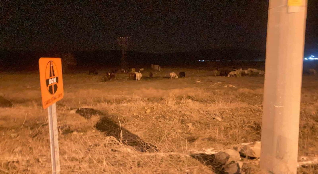 Kütahyada yılkı atları şehir merkezine indi