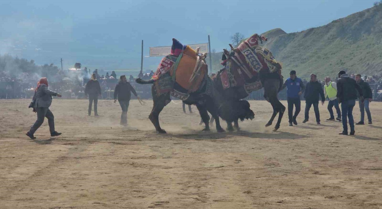 Kuyucak’ta Deve Güreşi Festivaline 15 Bin Kişi Katıldı