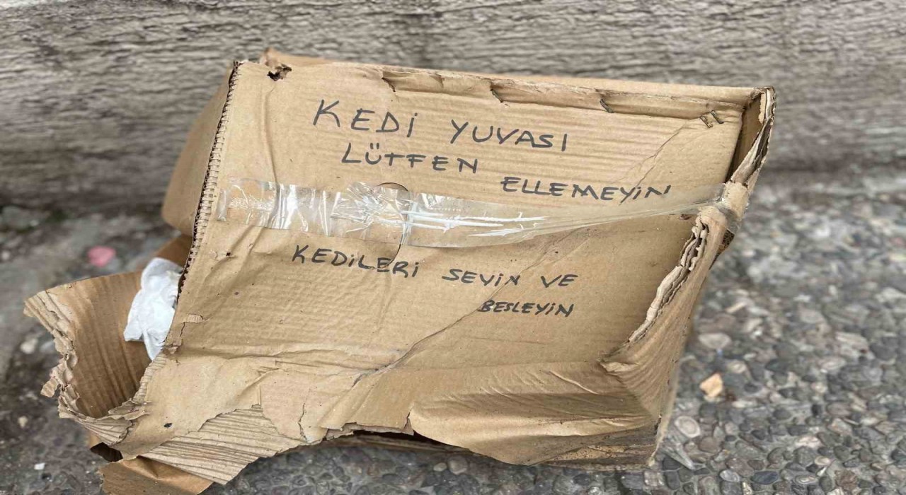 ‘Lütfen Ellemeyin notu da fayda etmedi: Kedi yuvası tahrip edildi