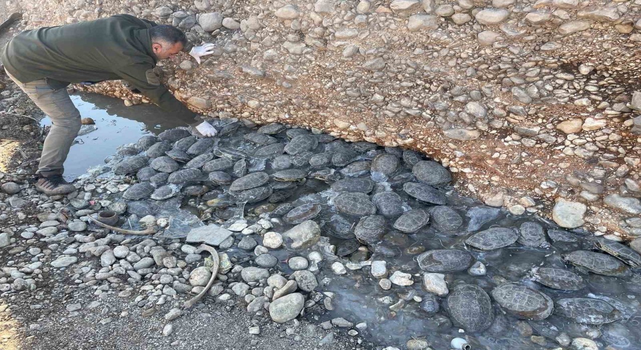 Mahsur kalan 316 kaplumbağa rehabilitasyon merkezine götürüldü