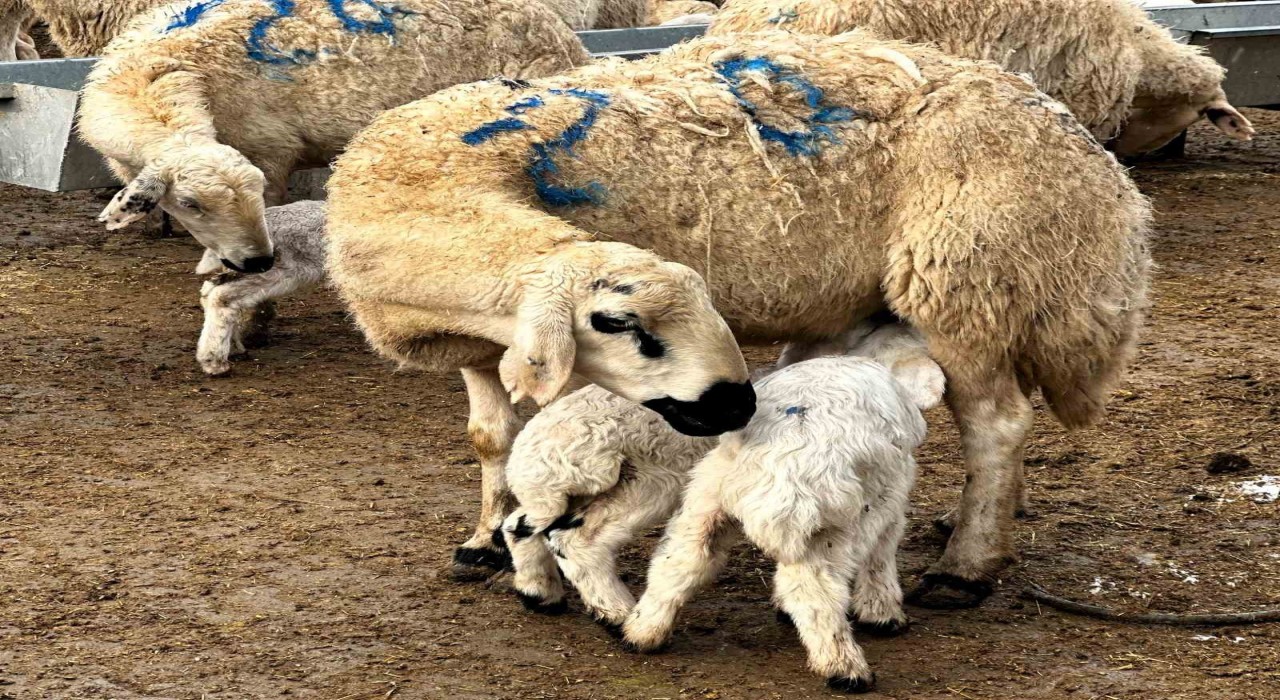 Malatyada baharın habercisi kuzuların doğumları başladı