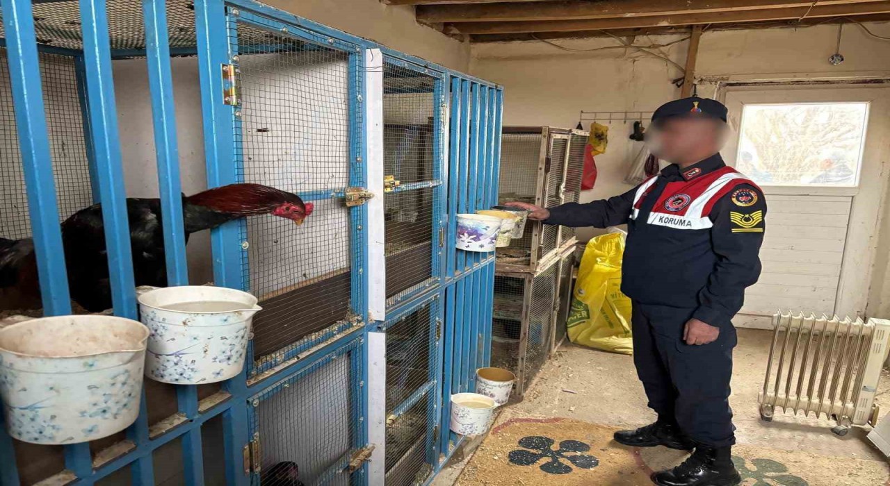 Malatyada horoz dövüştürenlere jandarma baskını