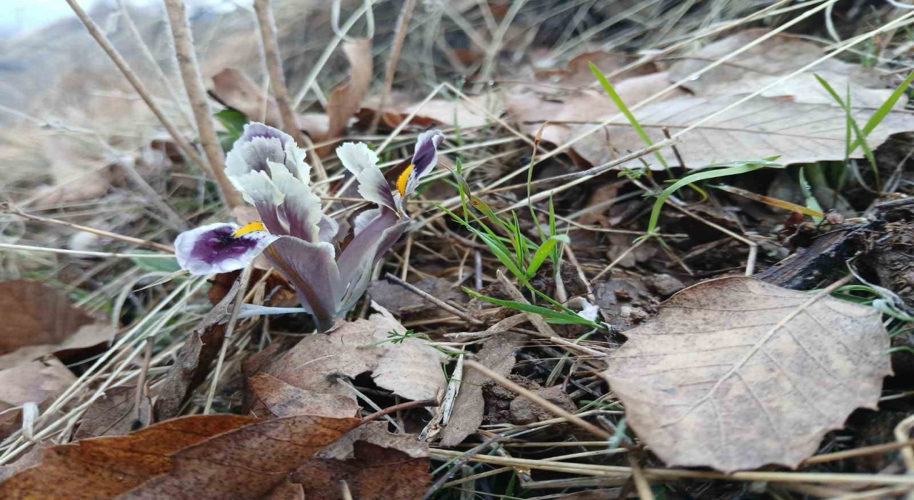 Malatyada kar yağışı devam ederken Pütürgede nevruz ve badem ağaçları çiçek açtı