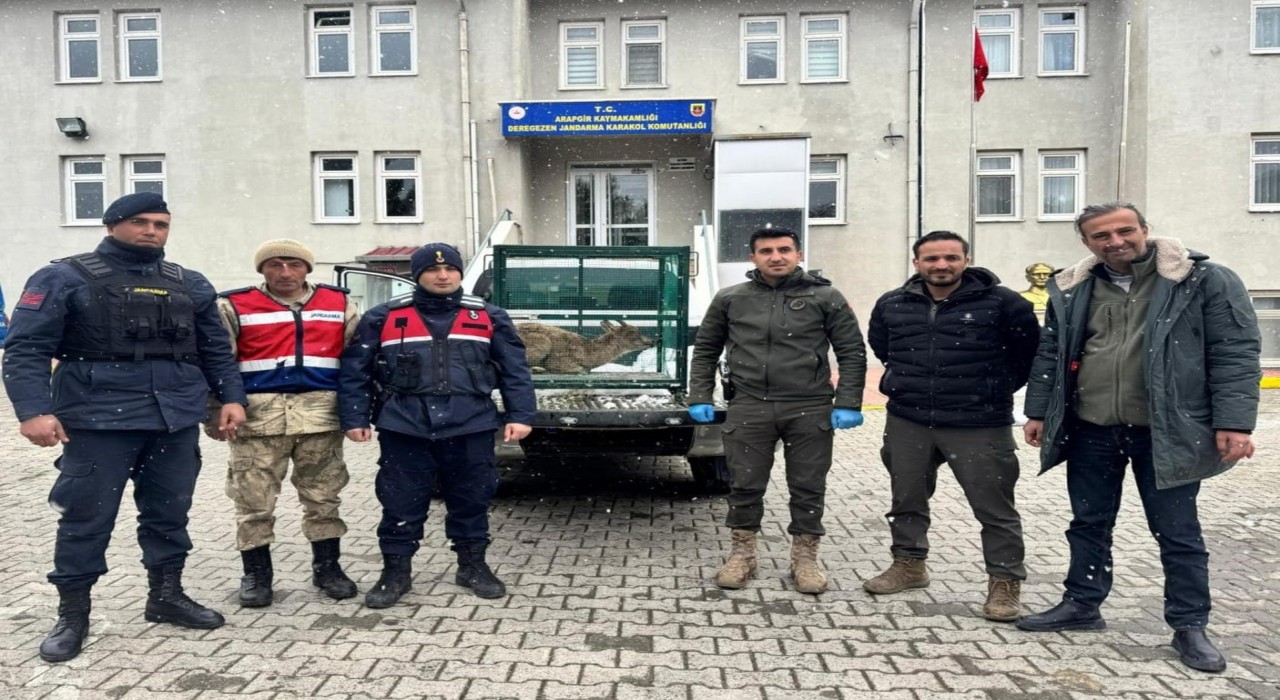 Malatyada yaralı bulunan dağ keçisi koruma altına alındı