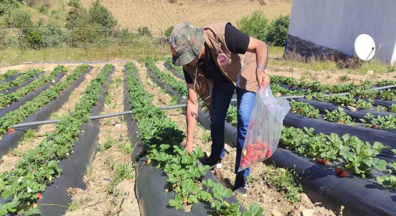 Manisada üreticilere yasaklı madde uyarısı
