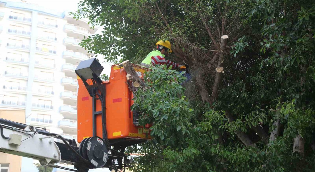Mersin Erdemlide budanan dallar odun oluyor vatandaşların evleri ısınıyor