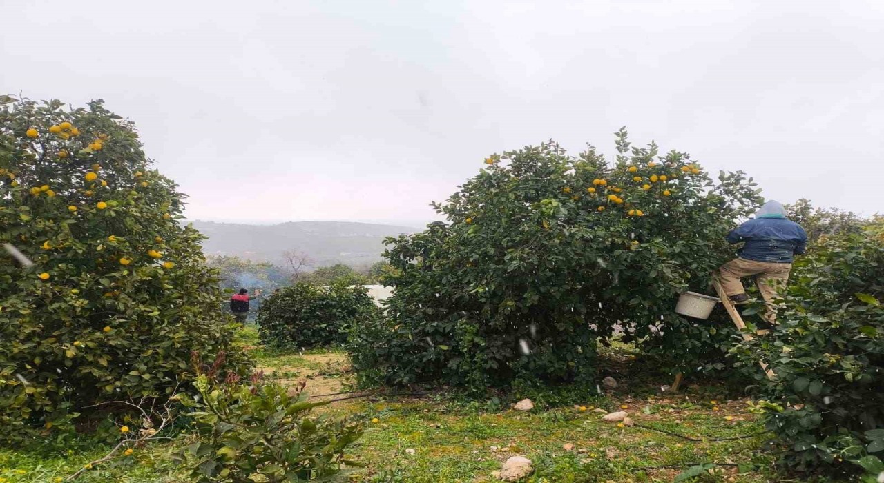 Mersinde kar altında limon hasadı