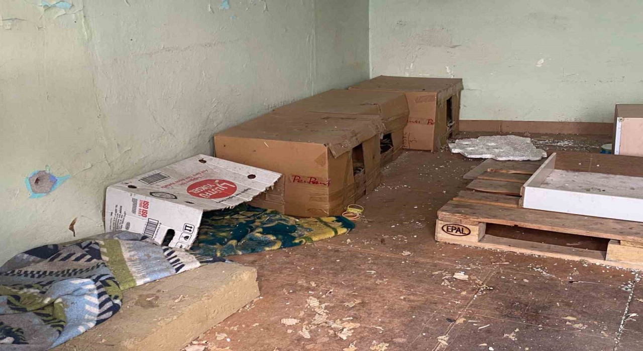 Metruk binadaki kedi evleri ilgi odağı oldu