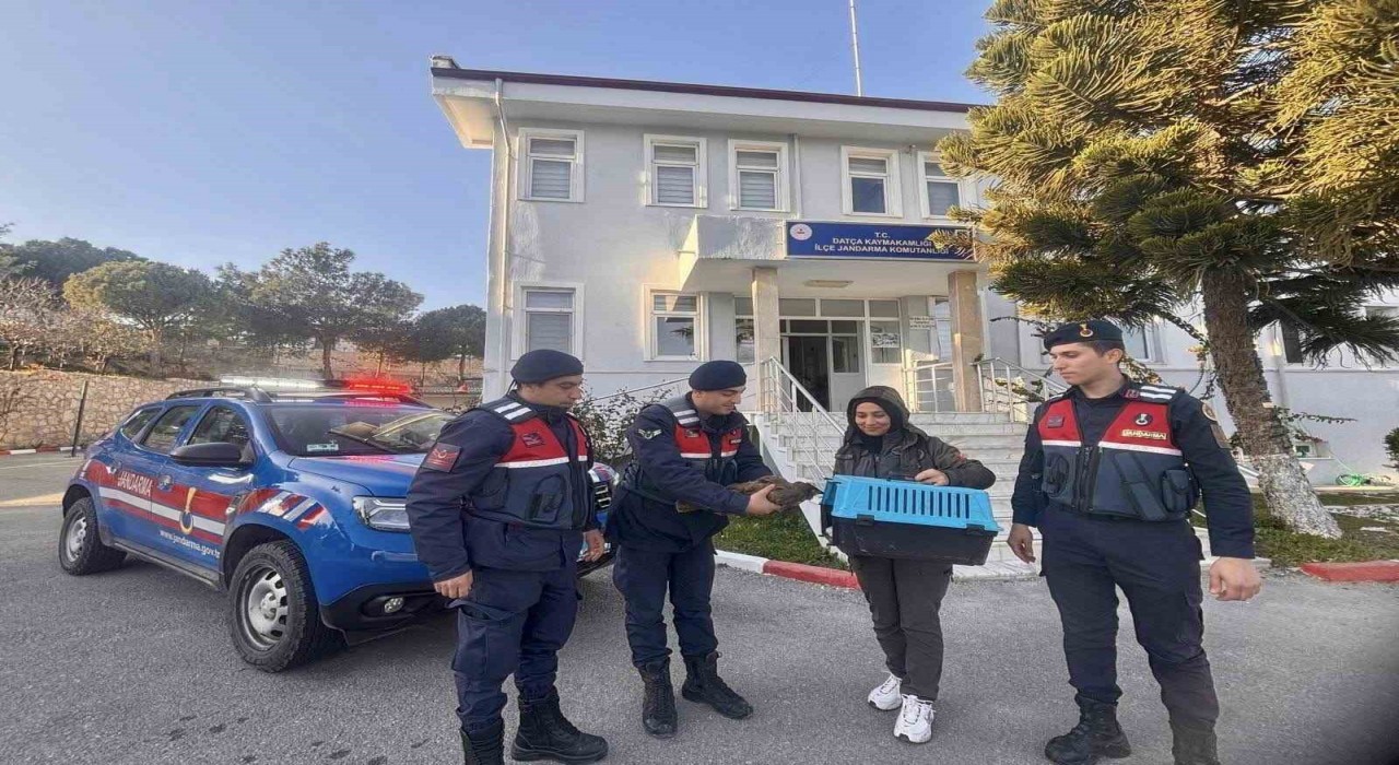 Muğlada jandarma ekipleri yaralı şahini kurtardı