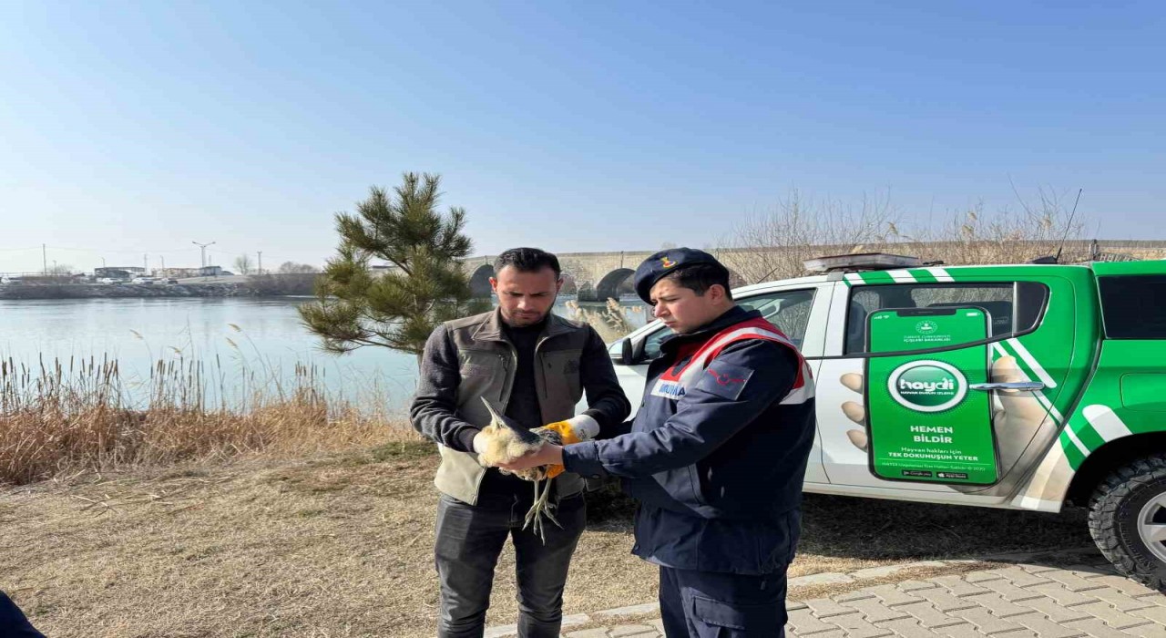 Muşta yaralı halde bulunan bayağı balaban kuşu koruma altına alındı