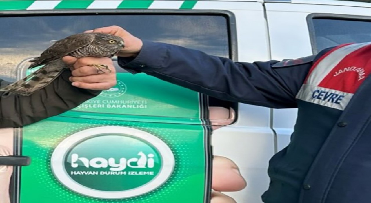 Nesli tehlikede olan yaralı atmacayı jandarma kurtardı
