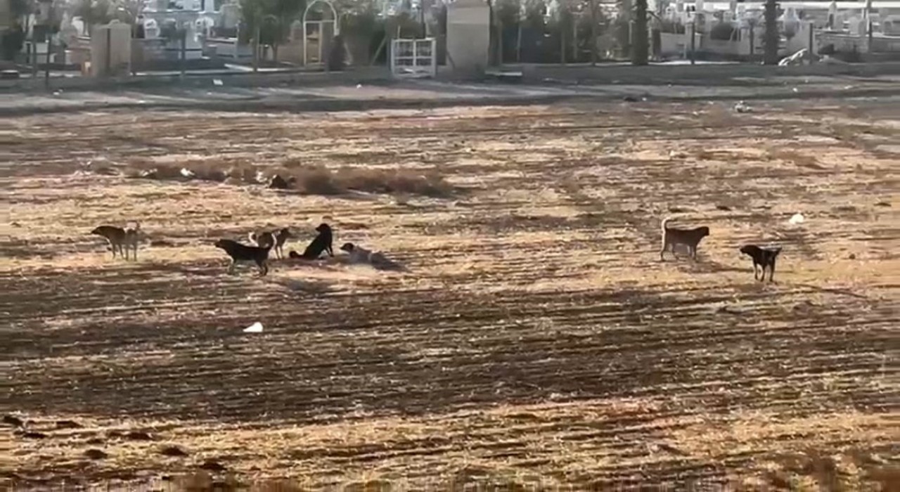 Nusaybinde başıboş sokak köpekleri okul çevrelerinde tedirginliğe neden oluyor