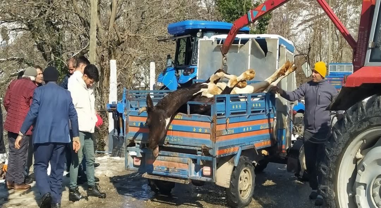 Orduda ahırda çıkan yangında 5 büyükbaş hayvan telef oldu