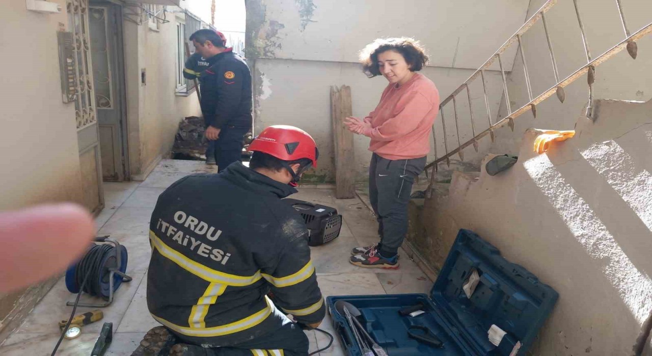 Orduda evcil kedi, sokak köpeklerinden kaçarken sıkıştığı yerden kurtarıldı