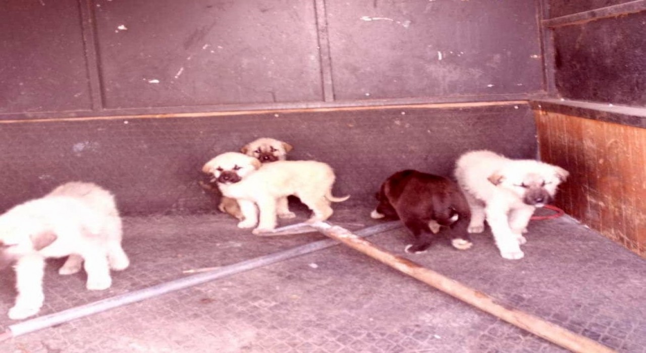 Refahiyede başıboş köpekler toplatıldı
